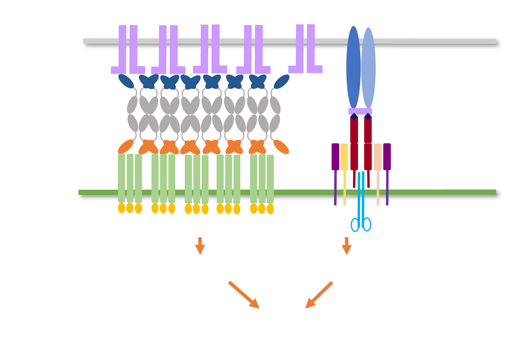 Hbcis Forms HBICE- Bi/Multi-specific - Nona Biosciences