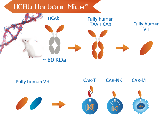 CAR-T-figure1-1
