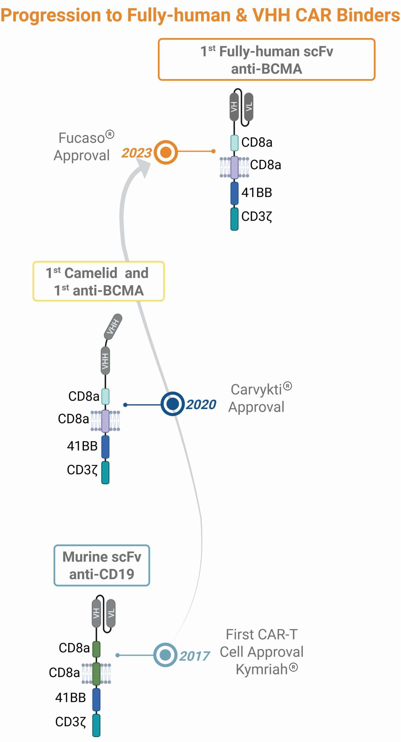 Evolution of CAR antigen binders, from murine scFv, humanized scFv, and camelid VHH to fully human scFvs.