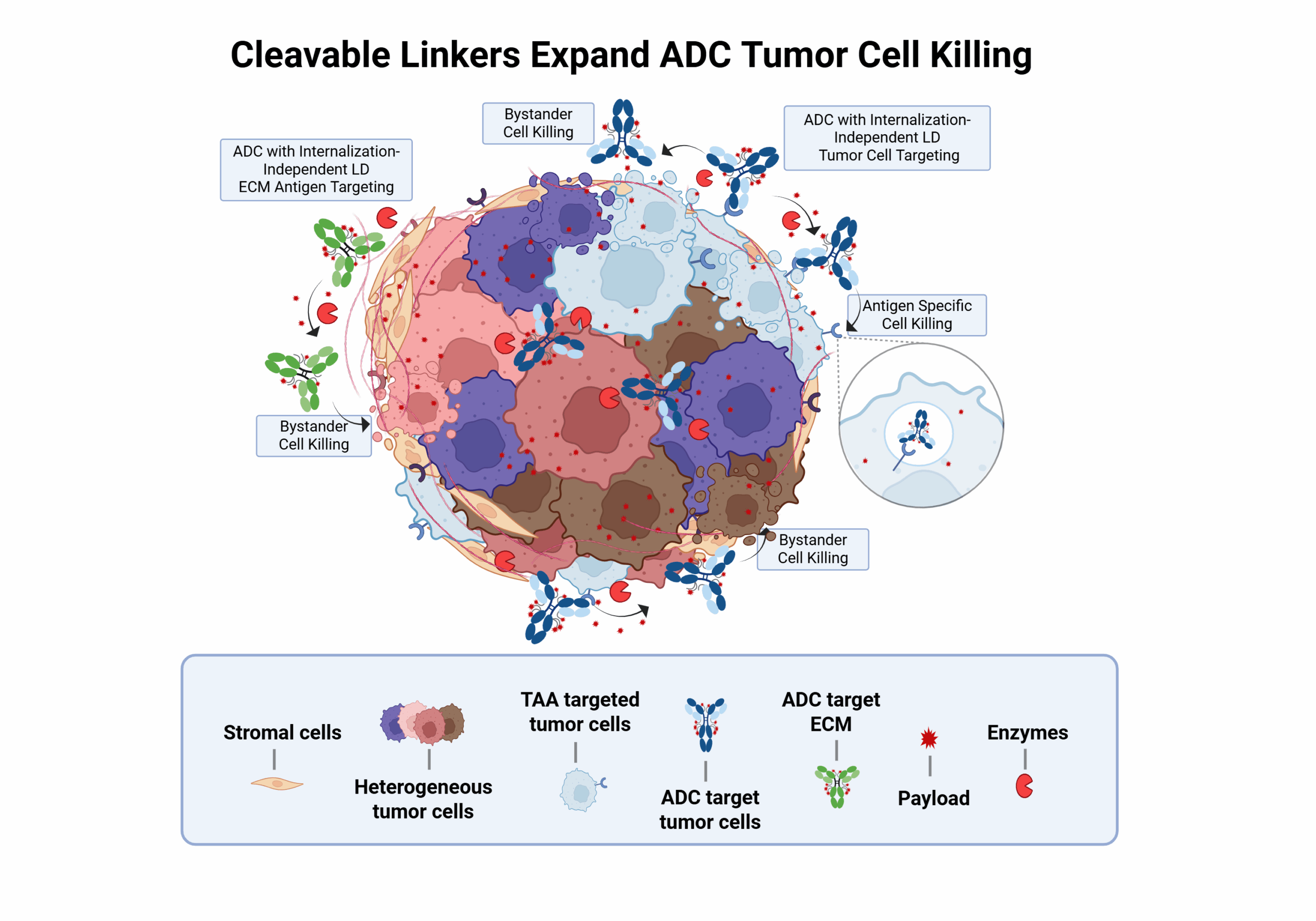 Illustration of the various mechanisms of cancer cell killing enabled by the use of cleavable linkers in the design of antibody-drug conjugates, including bystander effects.