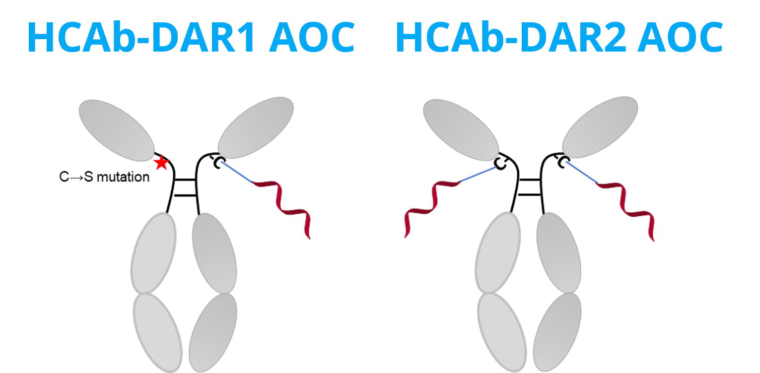 HCAb-DAR 1&2 AOC