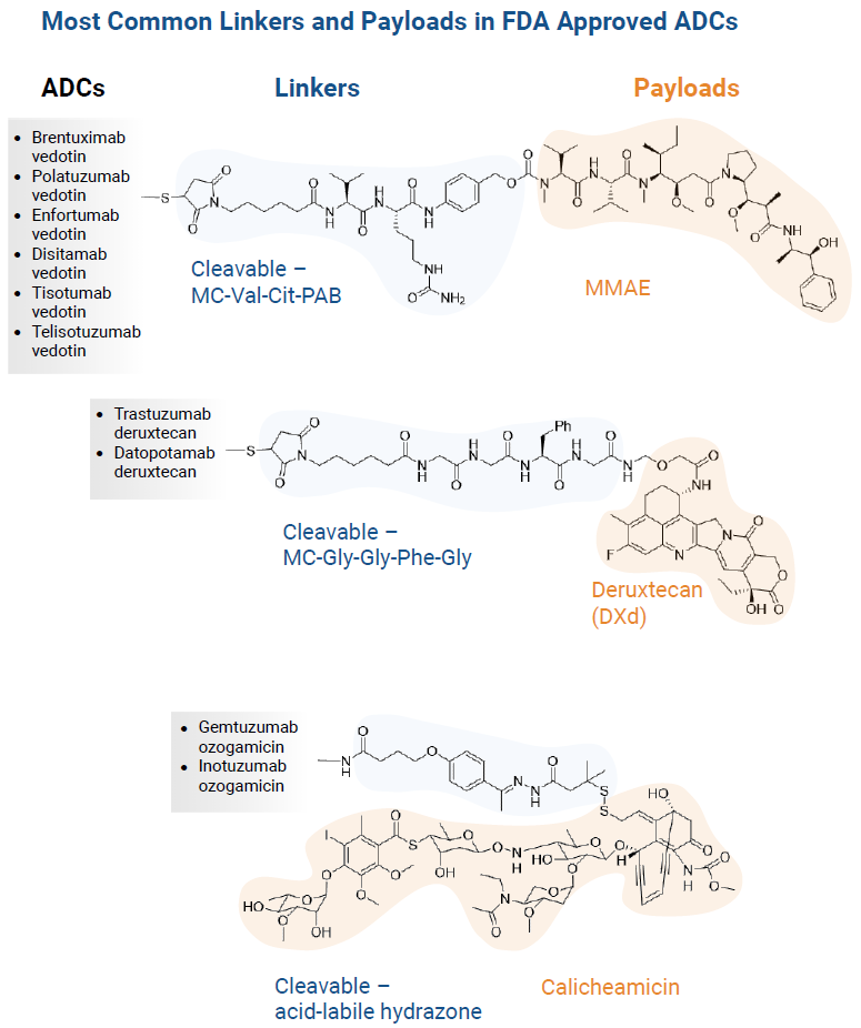 Summary of the most common linkers and payloads in FDA-approved Antibody-Drug Conjugates (ADCs)
